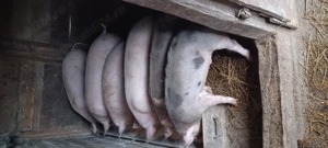 Vând purcei și soldani! - imagine 5