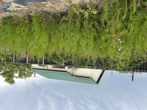 Vand tuia pentru gard viu