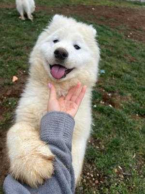Samoyed
