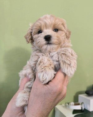 Puiuți Bichon disponibili imediat.  Asigur transport contra cost  - imagine 3