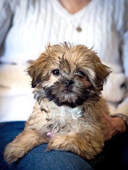 Puiuți Bichon disponibili imediat.  Asigur transport contra cost  - imagine 4