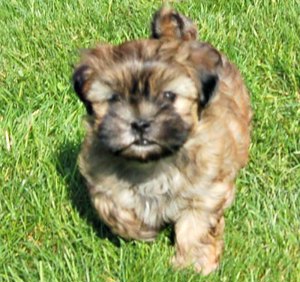 Puiuți Bichon disponibili imediat.  Asigur transport contra cost  - imagine 5