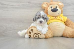 Puiuți Bichon disponibili imediat.  Asigur transport contra cost  - imagine 7