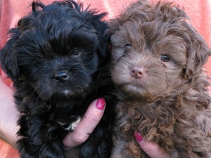 Puiuți Bichon disponibili imediat.  Asigur transport contra cost  - imagine 6