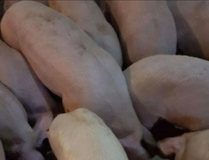 Porci rasa de carne 100-120kg