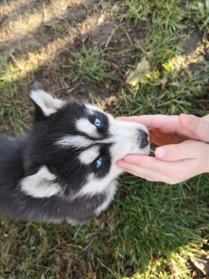 pui Husky siberian superbi