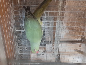 Disponibile diferite rase de papagali  - imagine 2