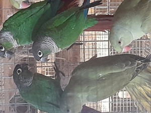 Disponibile diferite rase de papagali  - imagine 4