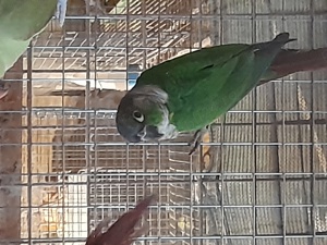 Disponibile diferite rase de papagali  - imagine 3