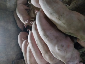 Porci de carne 9 lei kg 