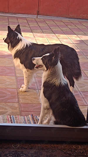 Cățeluși Border Collie rasă pură  - imagine 5