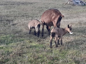 Alpina Franceza - imagine 2