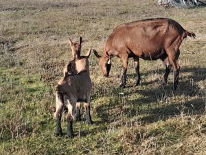 Alpina Franceza - imagine 3
