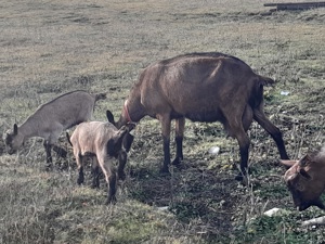 Alpina Franceza - imagine 4