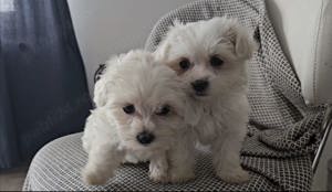 Pui Bichon Maltese - imagine 3 Pui Bichon Maltese - imagine 3