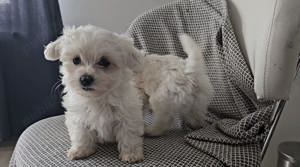 Pui Bichon Maltese - imagine 2 Pui Bichon Maltese - imagine 2