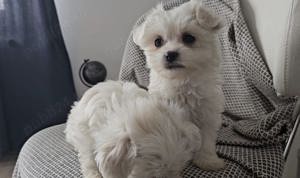 Pui Bichon Maltese