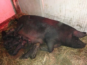 porci iberici - imagine 3