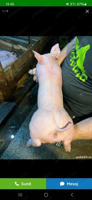 Porci serano iberic bianco - imagine 2