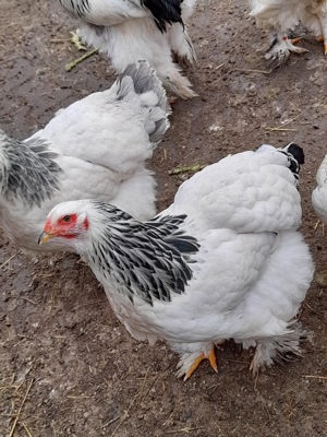 Vand oua incubat Brahma HD - imagine 2