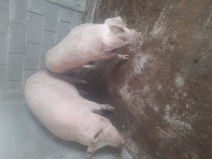 Porc aproximativ 130 kg