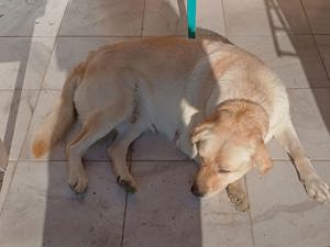 Pui de labrador și ciobănesc belgian  - imagine 3