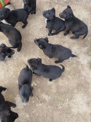 Pui de labrador și ciobănesc belgian  - imagine 5