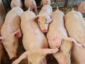 Purcei de carne de calitate, Transport GRATUIT 13lei kg