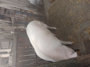 Porc de vanzare