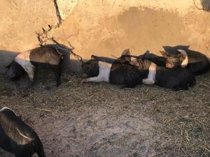 Vând purceii Bazna castraţi 8-10 - imagine 3