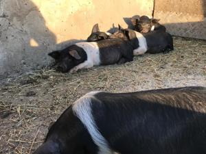 Vând purceii Bazna castraţi 8-10