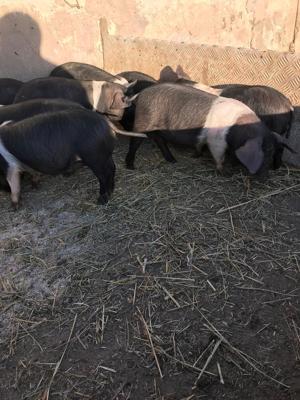 Vând purceii Bazna castraţi 8-10 - imagine 2