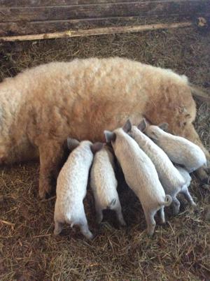 Vind purcii rasa Mangalita MASCULI 8-10 săptămâni