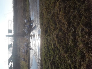 vind Gâște fac și schimb 