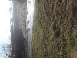 vind Gâște fac și schimb  - imagine 2