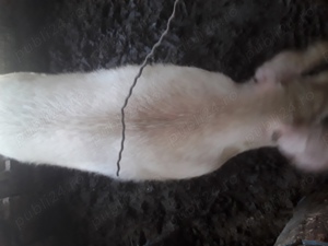 Vînd porci s-au schimb  - imagine 2