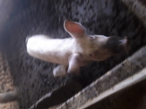 Vînd porci s-au schimb  - imagine 5