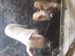 Vînd porci s-au schimb  - imagine 4