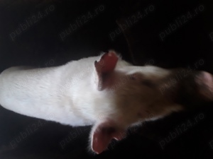 Vînd porci s-au schimb  - imagine 3