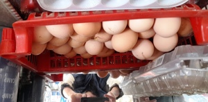 Vand oua incubat Brahma HD - imagine 3