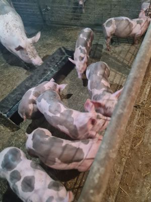 Porci de carne  - imagine 3