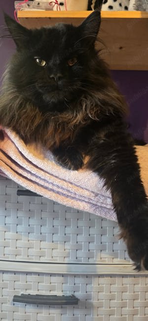 Femela maine Coon neagră 