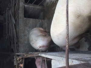 Vand porci si purcei Landras si Pietrari - imagine 5