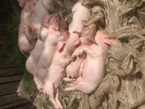 Vand porci si purcei Landras si Pietrari - imagine 2