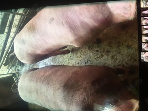 Vand porci si purcei Landras si Pietrari - imagine 3