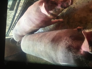 Vand porci si purcei Landras si Pietrari - imagine 4