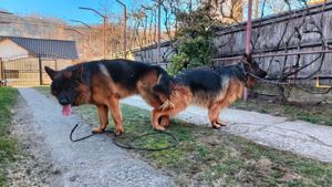 Mascul ciobănesc german pentru monte