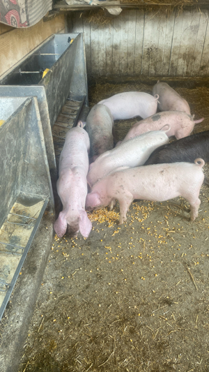 purcei de vanzare de la 350 ron