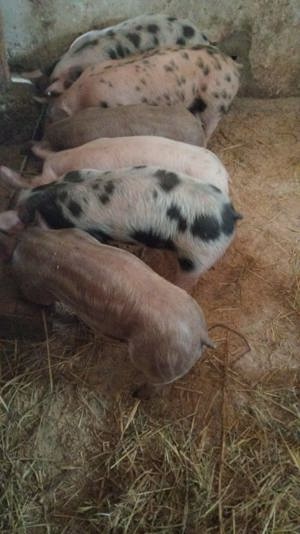 Vând porci din rasa pietrain   duroc și marele alb  - imagine 2