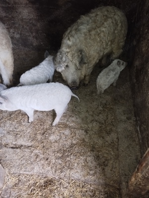 Vînd purcei rasa mangalița blondă cu acte de origine la prețul de 500 lei bucata - imagine 3
